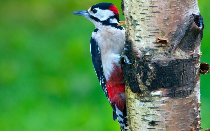 Woodpecker on Tree Trunk — Green, Natural