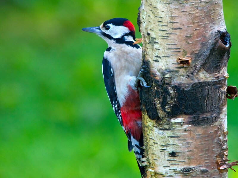 Woodpecker on Tree Trunk — Green