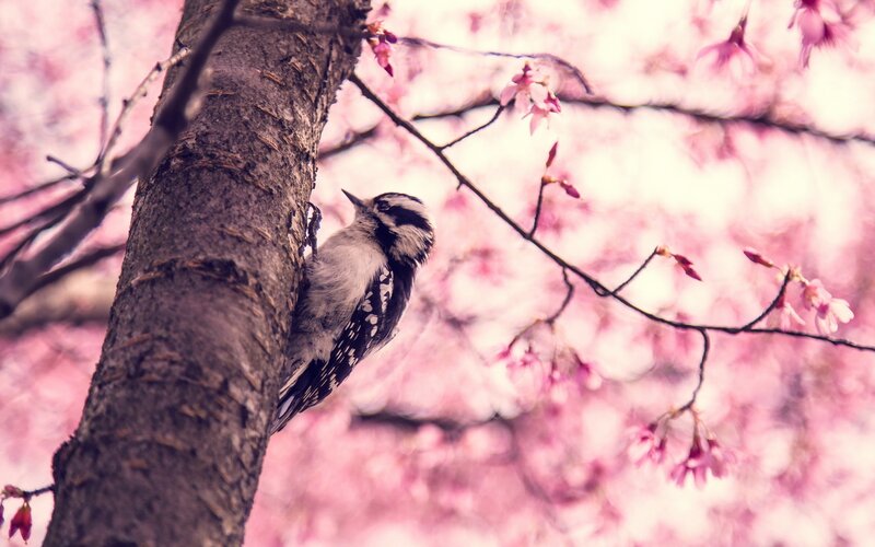 Woodpecker on Tree Trunk — Pink