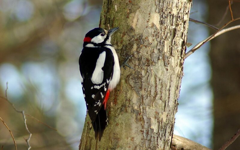 woodpecker on tree trunk