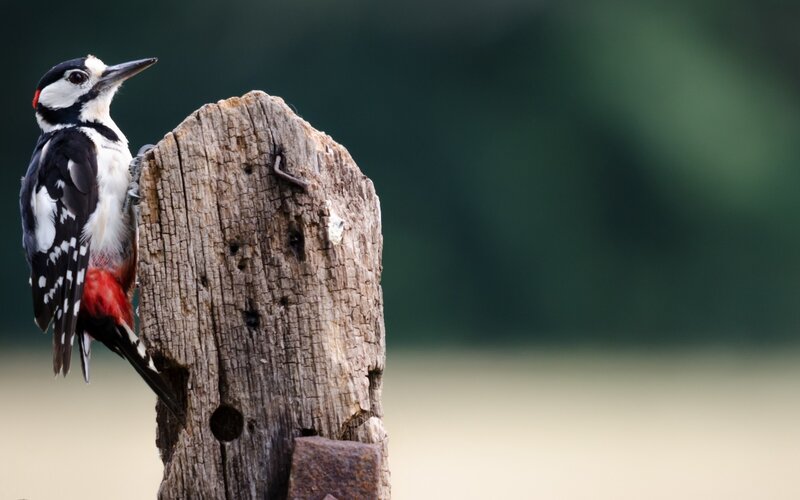 Woodpecker on Wooden Post