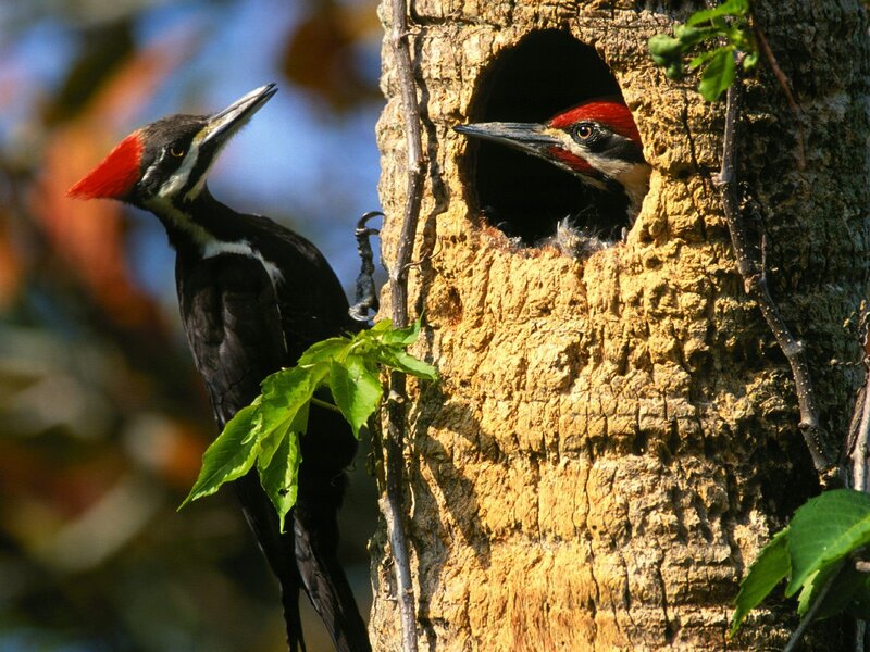 Woodpeckers at nest hole