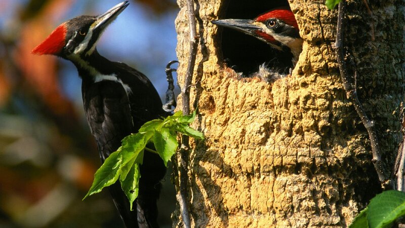 Woodpeckers at nest hole