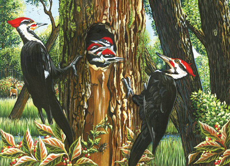 Woodpeckers at Nest