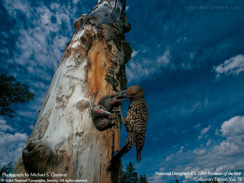 Woodpeckers feeding chicks