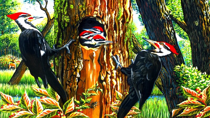 Woodpeckers in Forest — Green