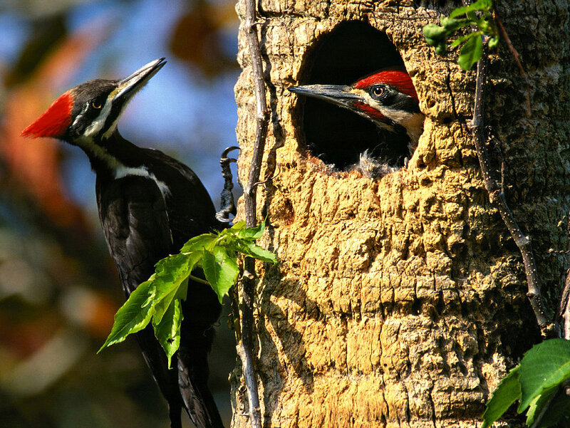 Woodpeckers in Tree