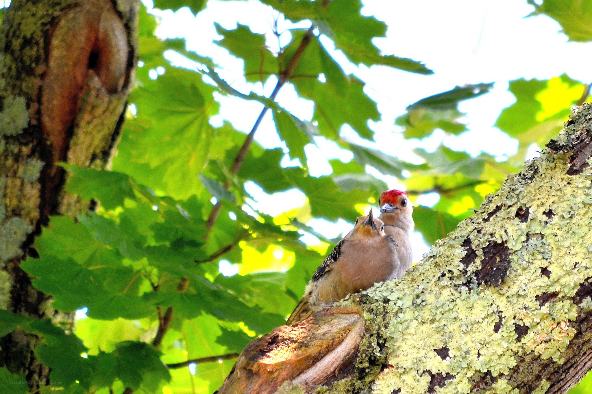Woodpeckers on a tree branch