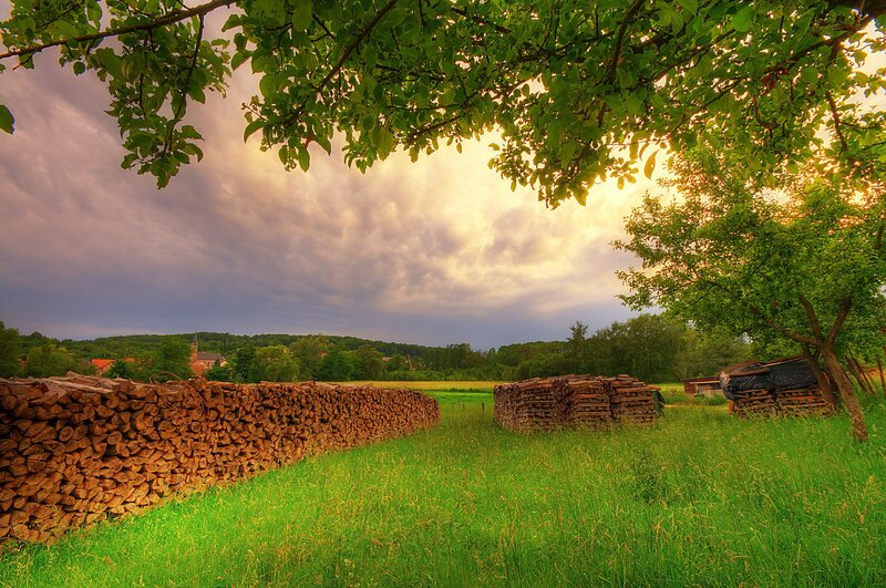 Woodpile in a green field