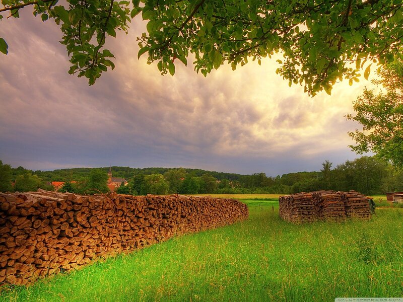 Woodpile in a green field