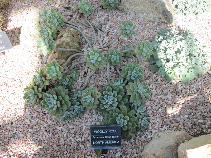 Woolly Rose Succulent