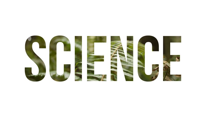 Word Science with Ferns