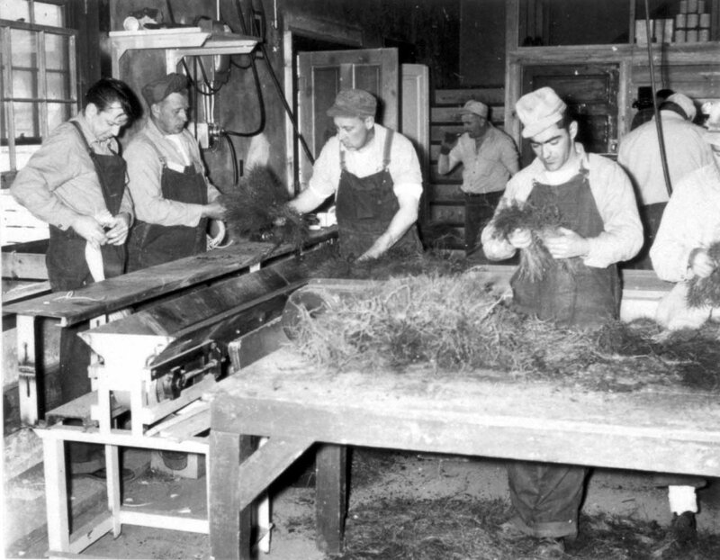 Workers processing hay in a factory