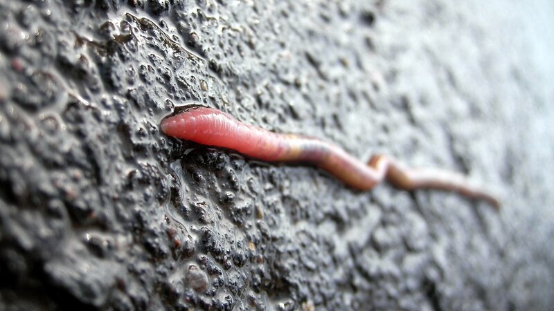 worm on wet surface