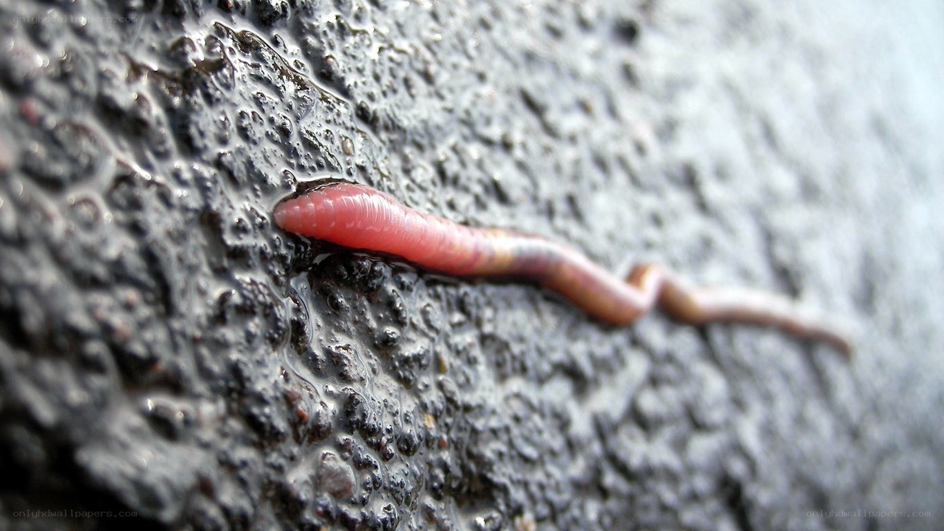 worm on wet surface