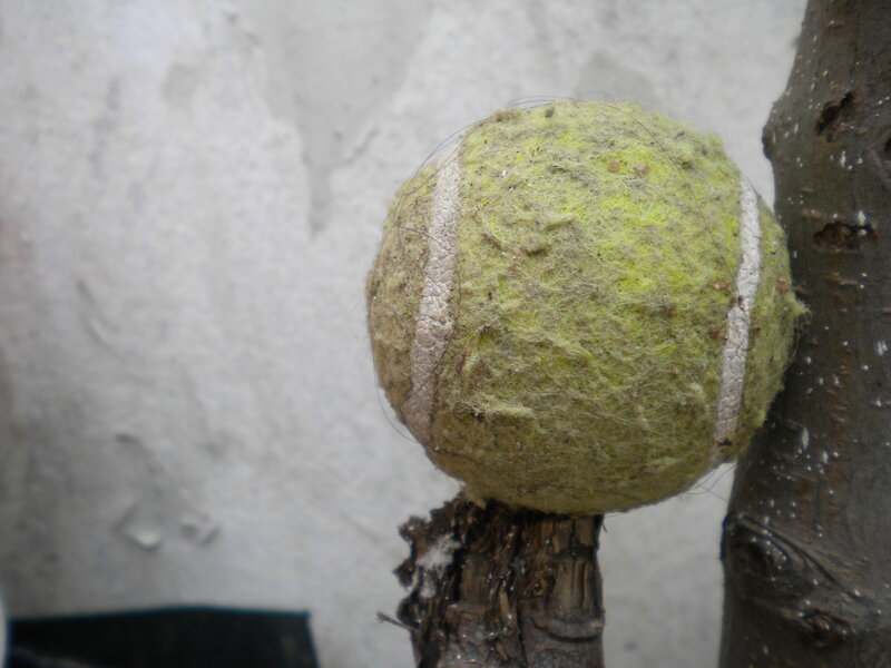 Worn Tennis Ball