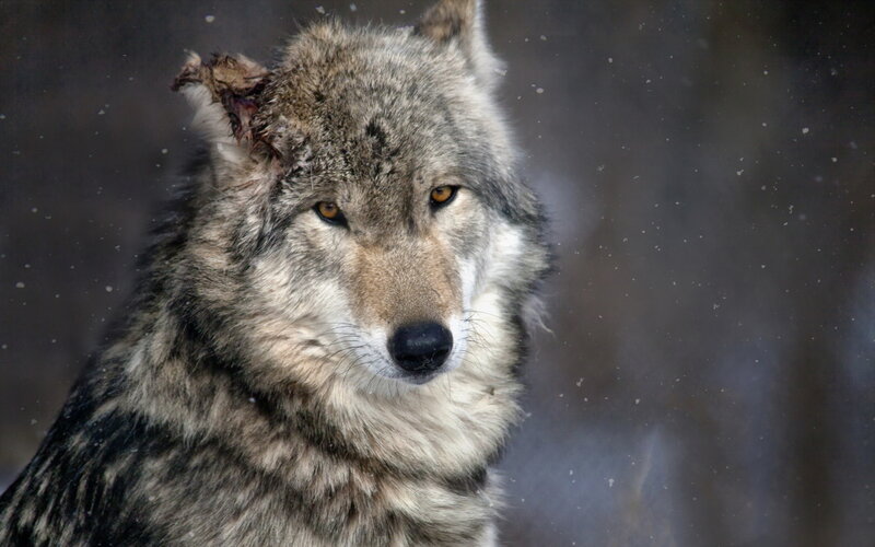 Wounded Wolf in Snow