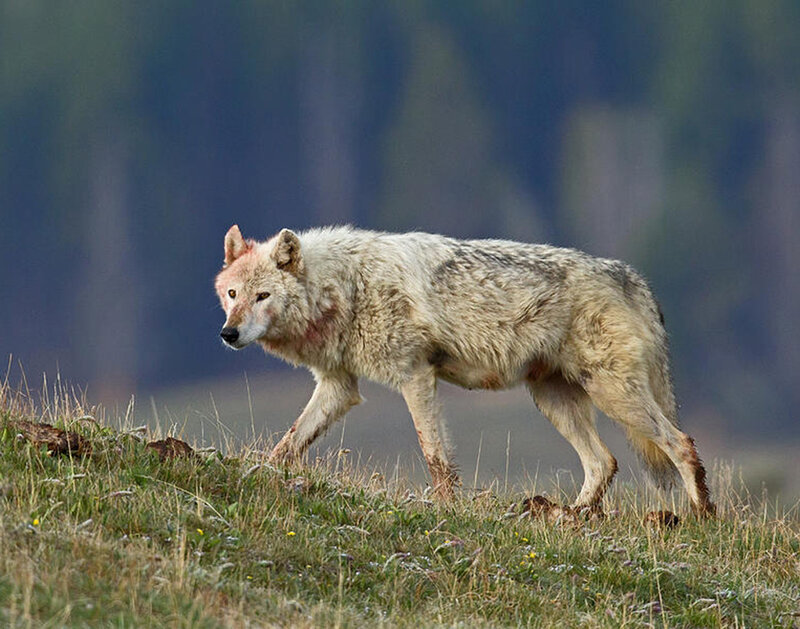 Wounded Wolf Walking