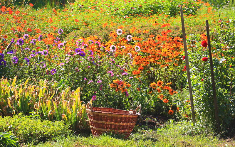 Woven Basket in Garden