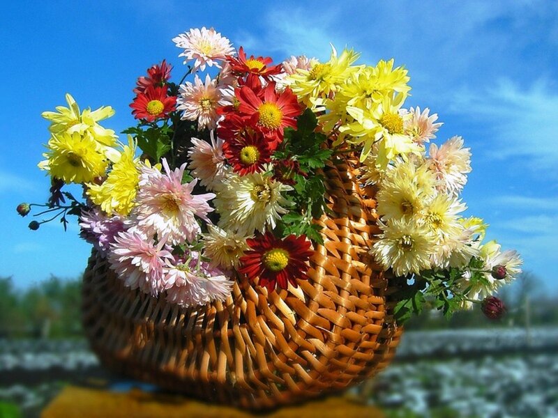 Woven Basket of Chrysanthemums