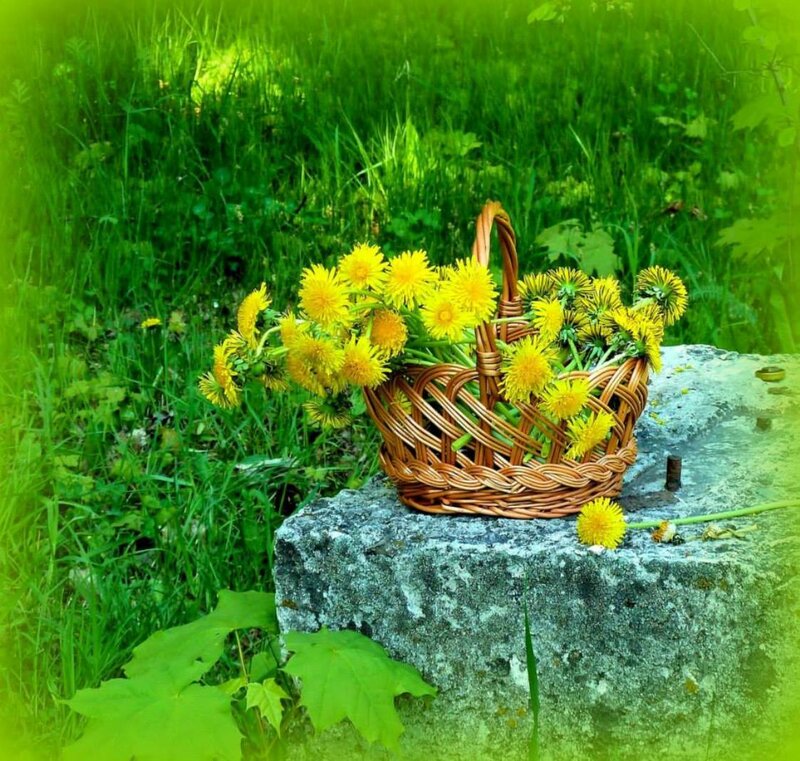 Woven Basket of Dandelions