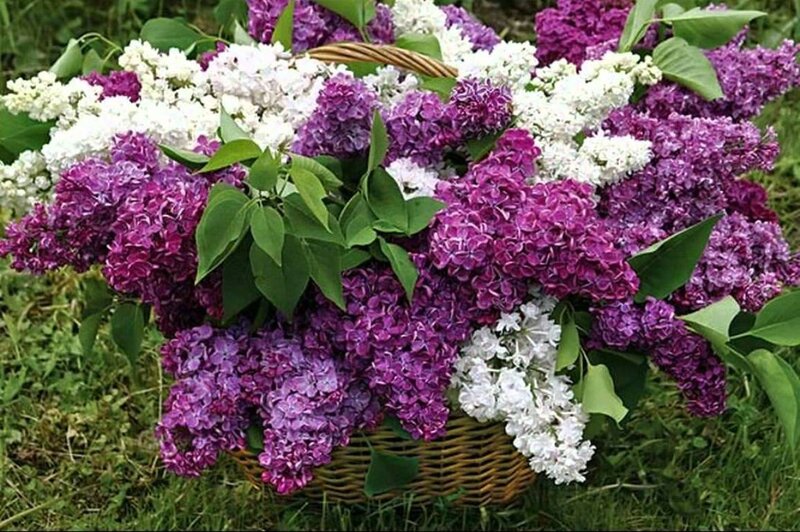 Woven Basket of Lilacs