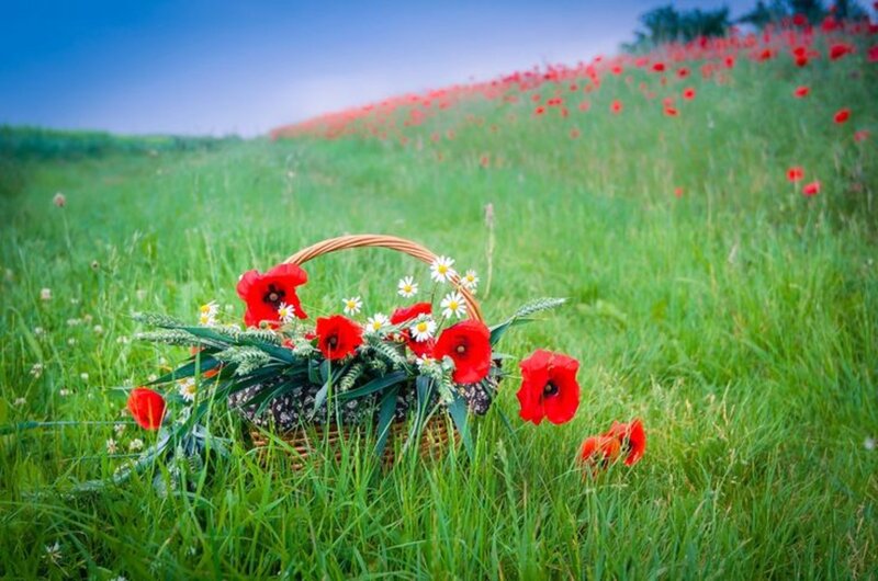 Woven Basket with Flowers — Green, Serene, Afternoon, Photograph