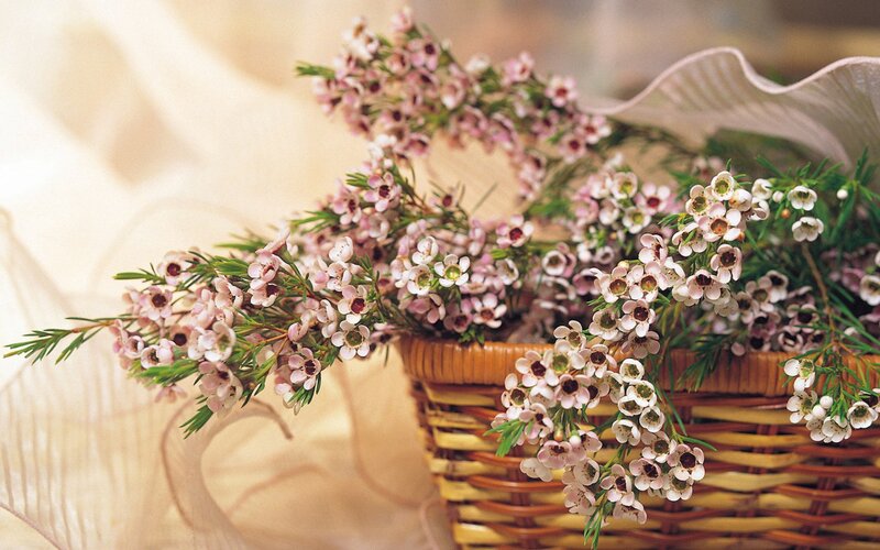 Woven Basket with Flowers — Pink, Calm, Photograph, Fabric