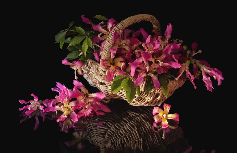 Woven Basket with Flowers — Pink, Dramatic, Photograph, Leaves