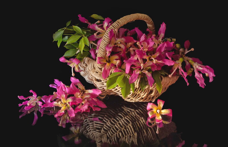 Woven Basket with Flowers — Pink, Dramatic, Photograph