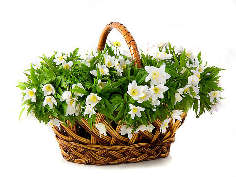 Woven Basket with Flowers — White, Serene, Spring, Photograph