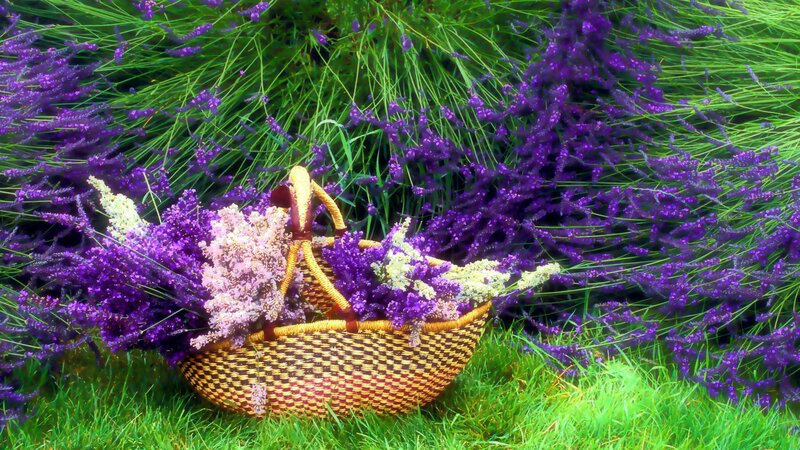 Woven Basket with Lavender — Purple, Serene, Summer