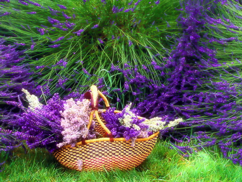 Woven Basket with Lavender — Purple