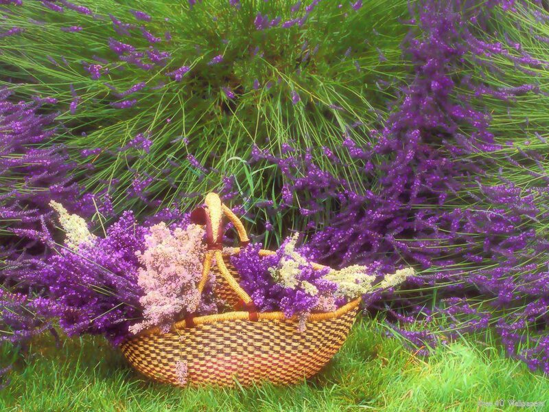 Woven Basket with Lavender