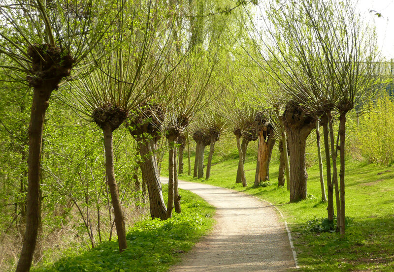 Woven Willow Trees