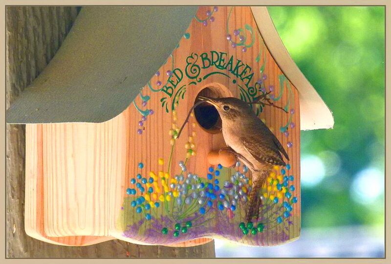 Wren at Birdhouse