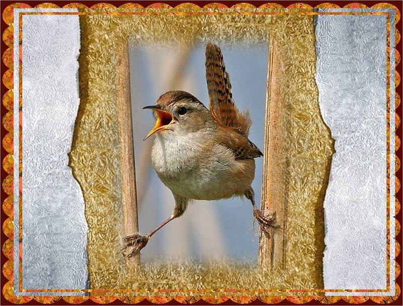 Wren Bird on Reeds