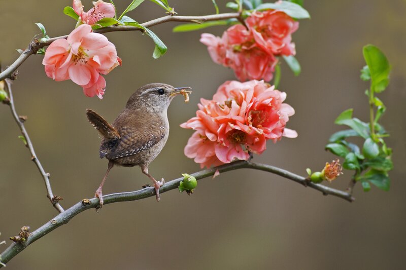 Wren on Flowering Branch — Pink