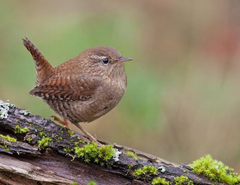 Wren on Mossy Branch — Brown