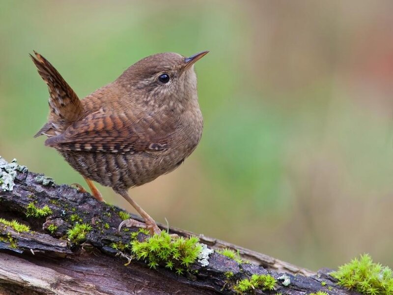 Wren on Mossy Branch