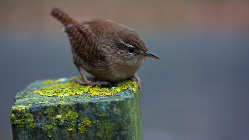 Wren on Mossy Post — Brown