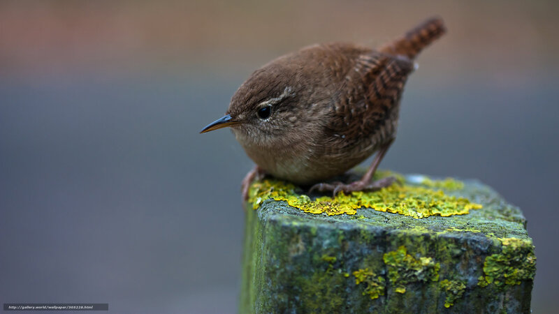 Wren on Mossy Post