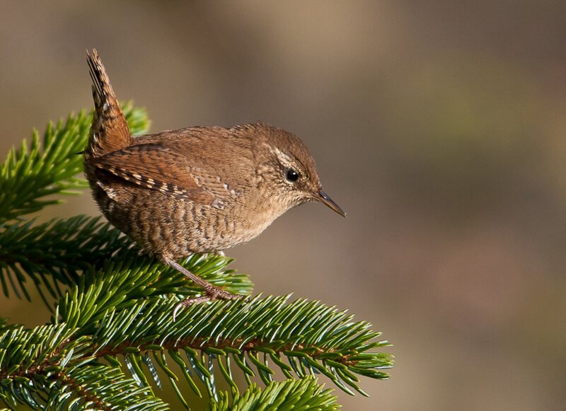 Wren on Pine Branch