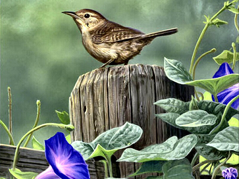 Wren on Wooden Post
