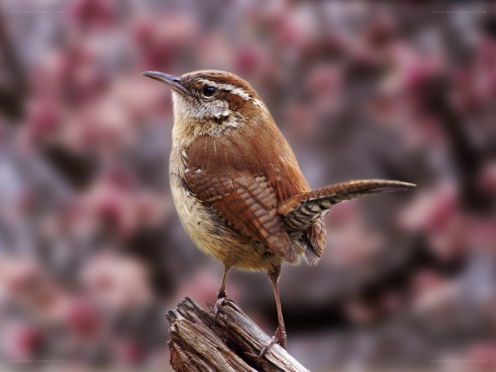 Wren perched on a branch