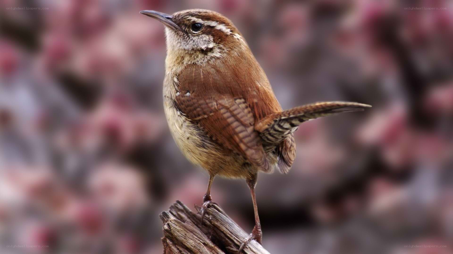 wren perched on a branch