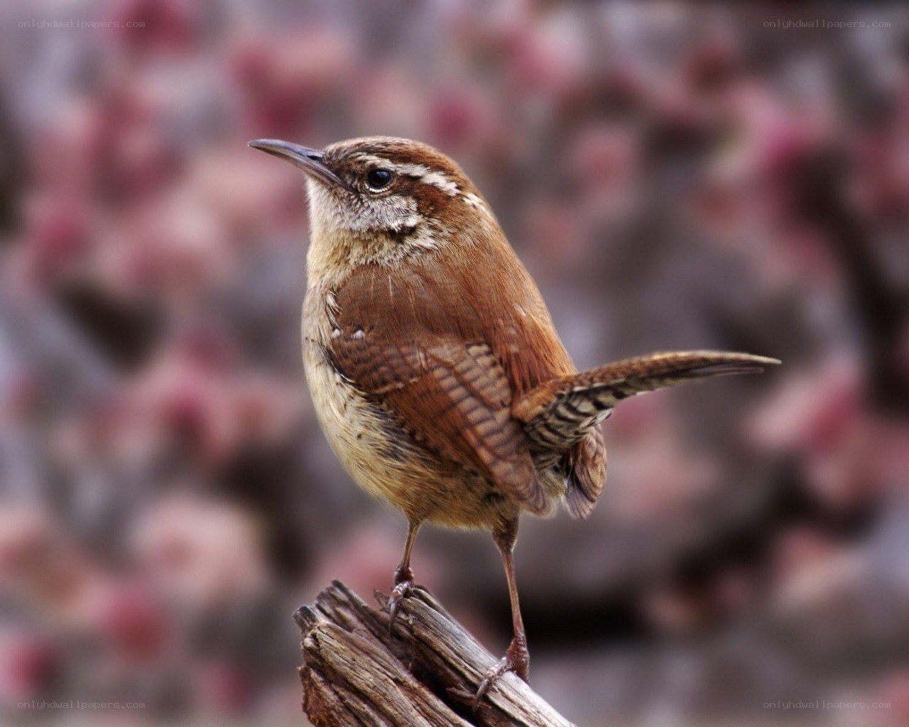 wren perched on a branch