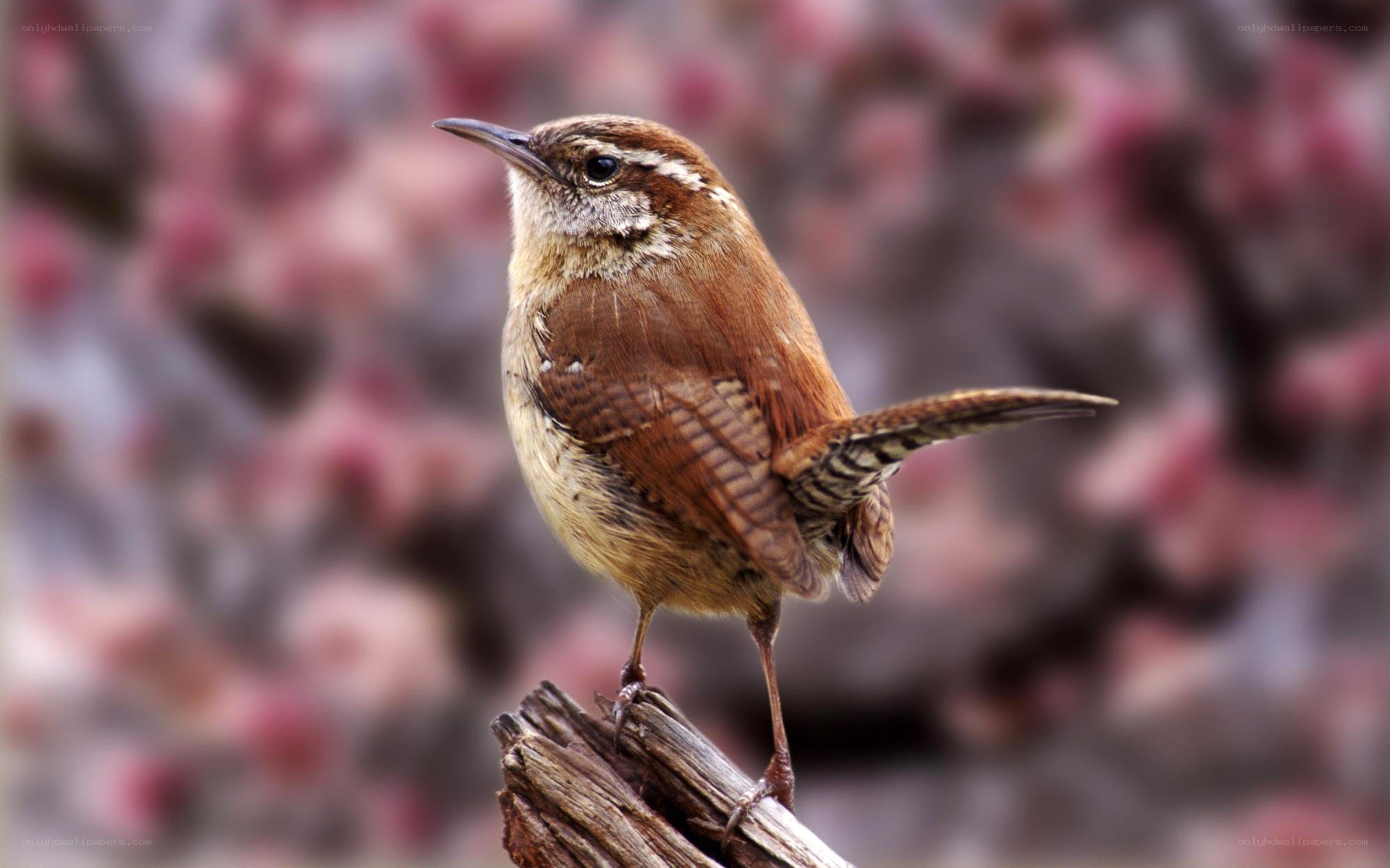wren perched on a branch
