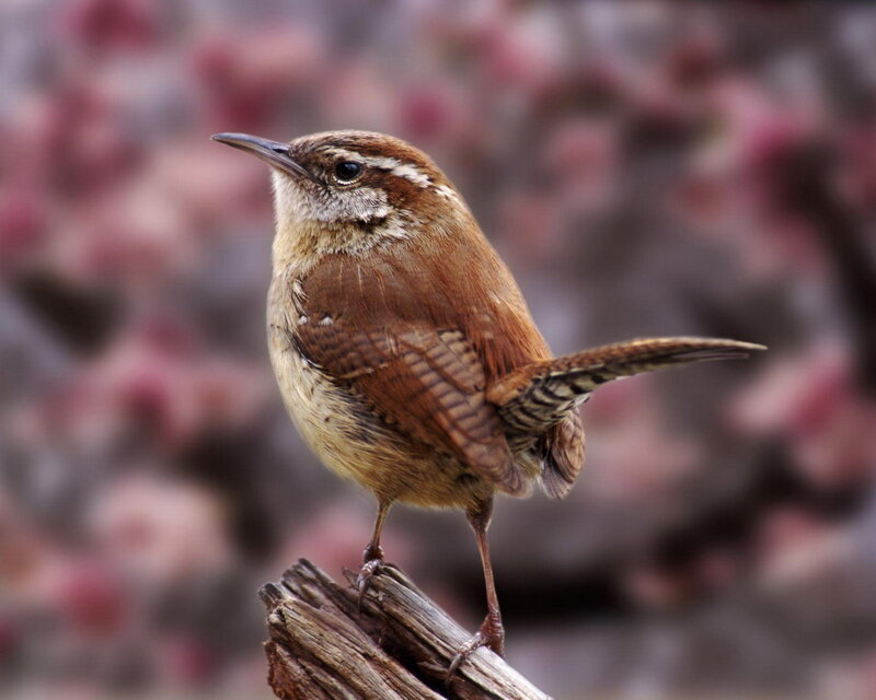 wren perched on a branch