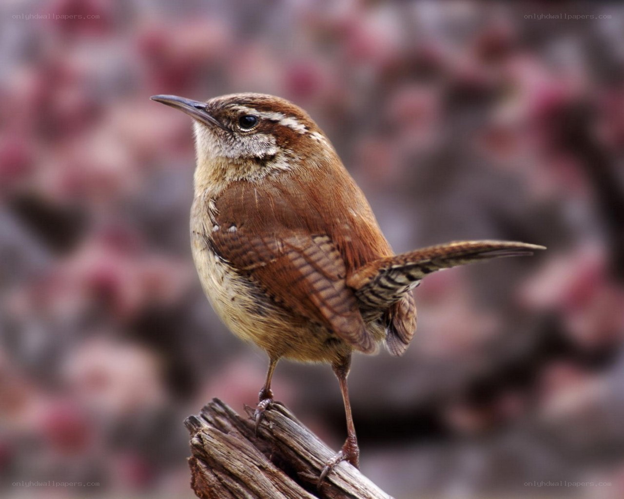 wren perched on a branch